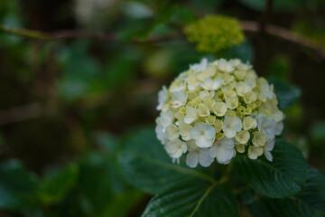 Close-up view of a beautiful white and light green flower cluster blooming in a garden with lush green foliage.