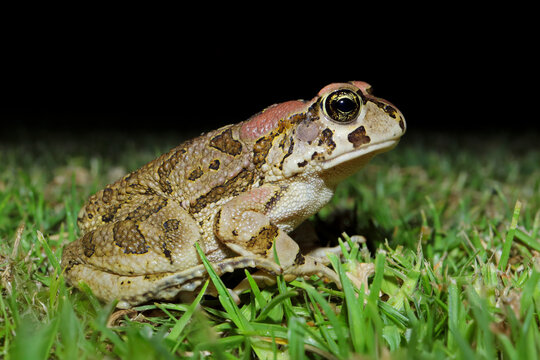 A nocturnal guttural toad (Amietophrynus gutturalis) in natural habitat, South Africa