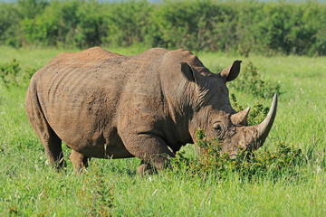 Endangered white rhinoceros (Ceratotherium simum) in lush green natural habitat, South Africa © EcoView