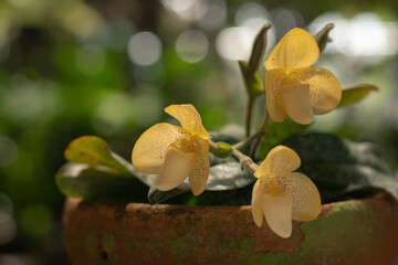 The species orchids is Paphiopedilum at lnursery in Thailand, Natural background with beautiful Paphiopedilum concolor. Selective focus and free space for text. Activities and garden in holiday.