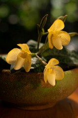 The species orchids is Paphiopedilum at lnursery in Thailand, Natural background with beautiful Paphiopedilum concolor. Selective focus and free space for text. Activities and garden in holiday.