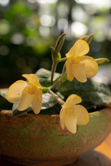 The species orchids is Paphiopedilum at lnursery in Thailand, Natural background with beautiful Paphiopedilum concolor. Selective focus and free space for text. Activities and garden in holiday.