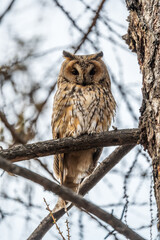 Long-eared owl (Asio otus), looking forward with wide opened eyes