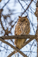 Long-eared owl (Asio otus), looking forward with wide opened eyes