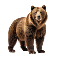 Obraz premium Brown bear stands tall against a dark backdrop with detailed fur coat