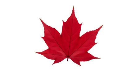 Red Maple Leaf Autumn Fall Foliage Vibrant Color Acer Canada Symbolism