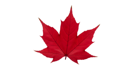 Red Maple Leaf Autumn Fall Foliage Vibrant Color Acer Canada Symbolism