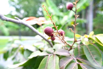 The red fruits of the red longan hanging from the tree.