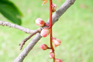 Barringtonia racemosa Flowers Hanging in Clusters, Exotic Tropical Tree Bloom