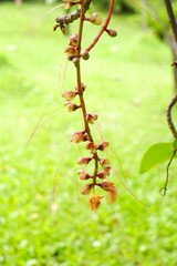 Close-up of Powder-puff Tree Blossoms, Barringtonia racemosa in Bloom