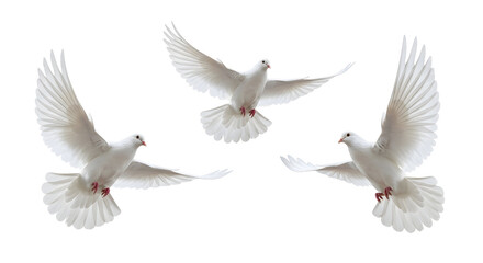 Flying White Doves Peace Symbol Bird Freedom Wings Spirituality Hope Concept