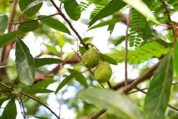 Green Elaeocarpus hygrophilus fruits hanging from the tree.