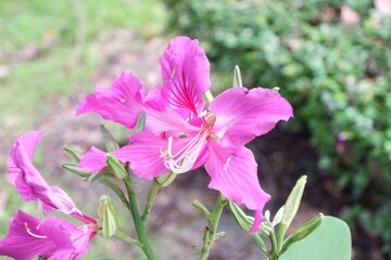 Obraz premium Vibrant purple Bauhinia purpurea flower with elegant orchid-like petals.