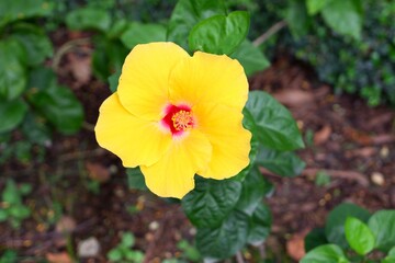 Obraz premium Yellow hibiscus flower are in full bloom this morning.