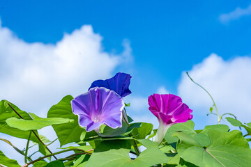 朝顔と夏の青空