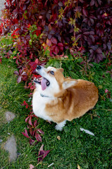 A red Pembroke Welsh Corgi sits and rests on the lawn in a park, viewed from above