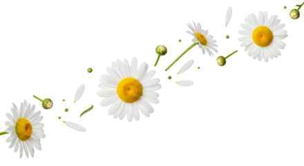 Daisy Flowers Composition Spring Floral Design Elements Blossoms Petals Still Life