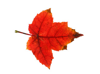 Real red maple leaf isolated on white background