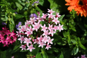 pink and white flowers in the garden on a sunny summer day
