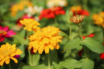 Zinnia flowers blooming in the garden with natural background.