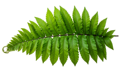 Bright green fern frond on a dark background, showcasing its intricate, pointed leaves arranged along a central stem