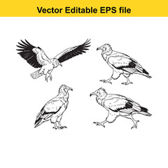 Obraz premium Vector art of collection of four detailed black and white illustrations of eagles or vultures in various poses