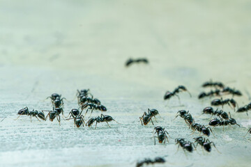 close up of  group of house ants, probably white footed ants,  viewed side ways on light background in new zealand.