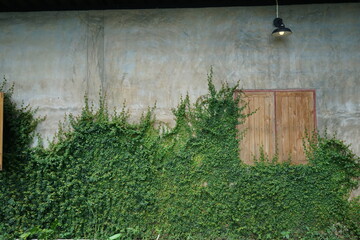 Exterior patio architecture and garden design of brick buildings covered with green creeper plants
