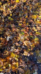 Close-up of a vibrant carpet of fallen autumn leaves on the ground in a forest, with dappled sunlight and shadows