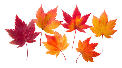 Fototapeta premium A set of vibrant red, orange and yellow autumn maple leaves isolated on white background. Fall designs. Thanksgiving themes, backgrounds, and patterns.