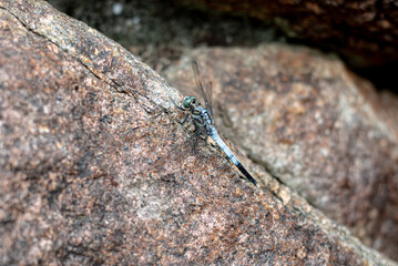 Blue Dragonfly Resting on Rock – Macro Nature Close-Up
