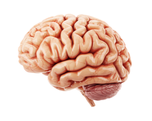 human brain anatomy on transparent background. 