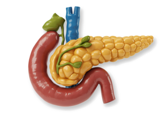 Humans pancreas on transparent background.
