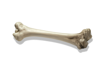 A humans bone on transparent background.