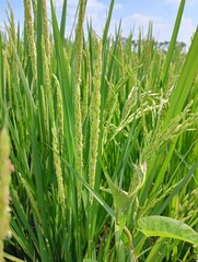 Close-up image of rice panicles showing white objects which are rice flowers
