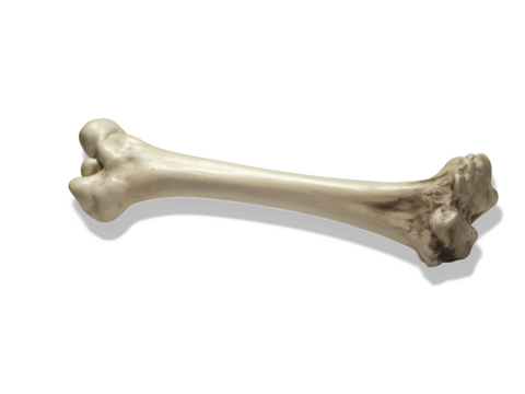 A humans bone on transparent background.