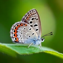 Obraz premium A detailed, macro shot of a colorful butterfly on a verdant leaf