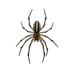 Detailed macro view of a striking garden spider with intricate patterns on its abdomen, perfect for natural science and educational projects.