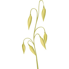 Isolated Cartoon Oat Stalk with Green Seed Heads on White Background Vector Art