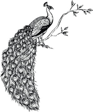 Elegant peacock perched on a branch in detailed black and white vector Engraving Art Design