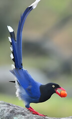 Vibrant Blue Magpie with Red Beak and Fruit 