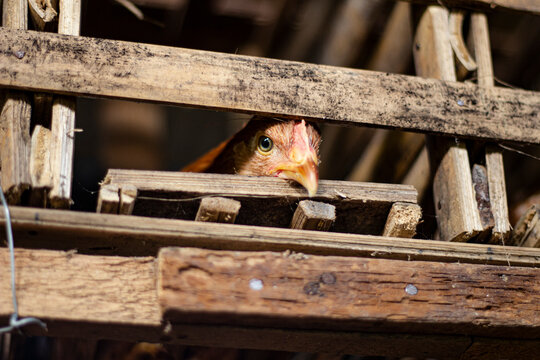 Close-up of a curious brown chicken peeking through a wooden cage at a rural poultry farm, showing natural light and rustic atmosphere. - Powered by Adobe