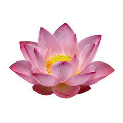 Pink lotus flower floating on water isolated on transparent background
