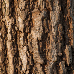 Close-up view of rough, textured tree bark with deep furrows and ridges, showing natural patterns and earthy tones.