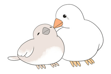 鳥の親子　キンカチョウ