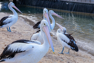 pelican on the water river