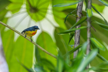 Crimson-breasted Flower-pecker likes to eat ripe wild fruits.
