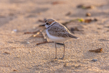 The Kentish plover is a small cosmopolitan shorebird 