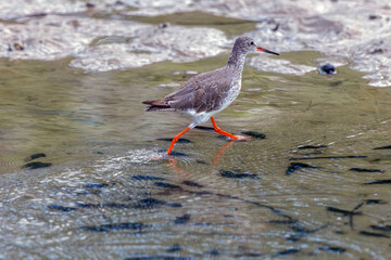 Common Redshank  rises from the ground just in front of the walking recordists feet