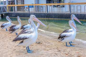 pelican on the water river